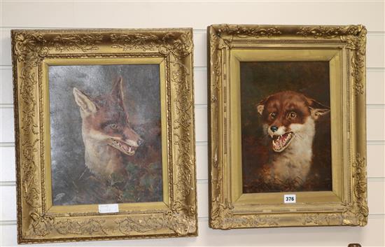 A pair of oils on card, Studies of foxes, 36 x 29cm